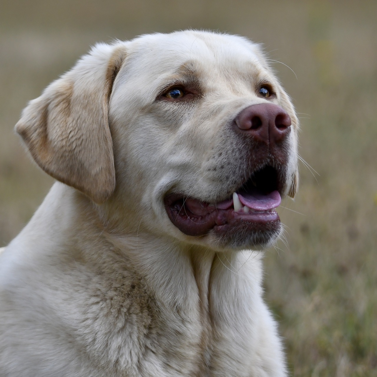 The Friendly Nature of Labrador Retrievers